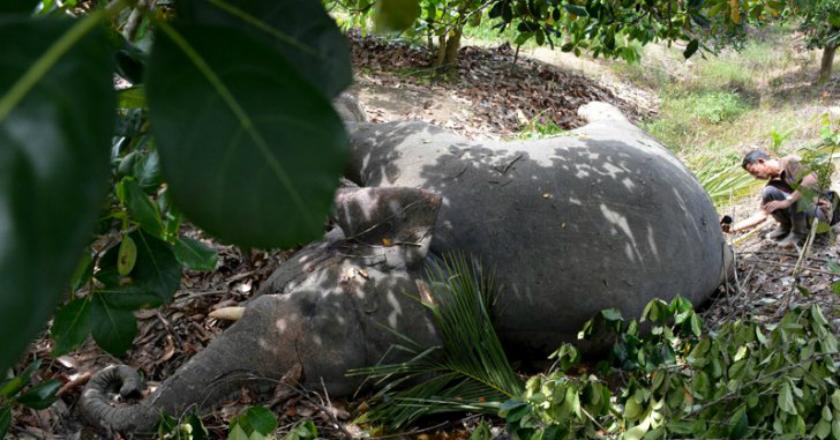 Perburuan Ilegal Lagi, Gajah Liar Tanpa Gading Penuh Luka Ditemukan Mati di Aceh