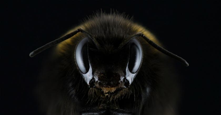 Racun Tawon Efektif Mengobati Infeksi Pernafasan Paru-paru