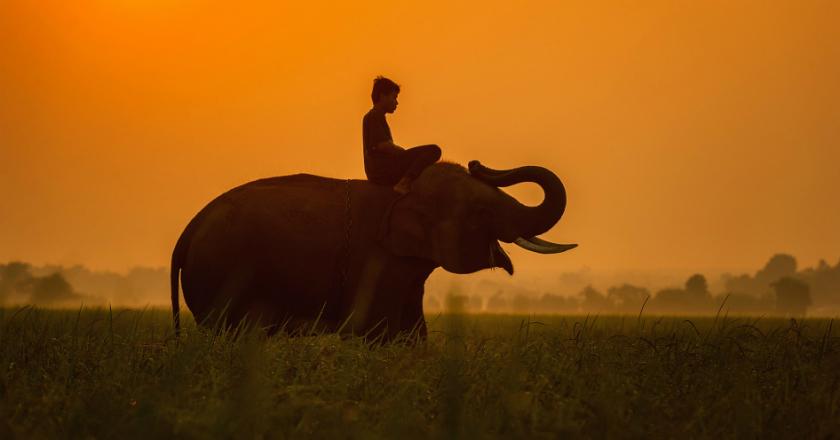 Batalkan Rencana Liburan Naik Gajah Jika Tak Ingin Terkena Infeksi