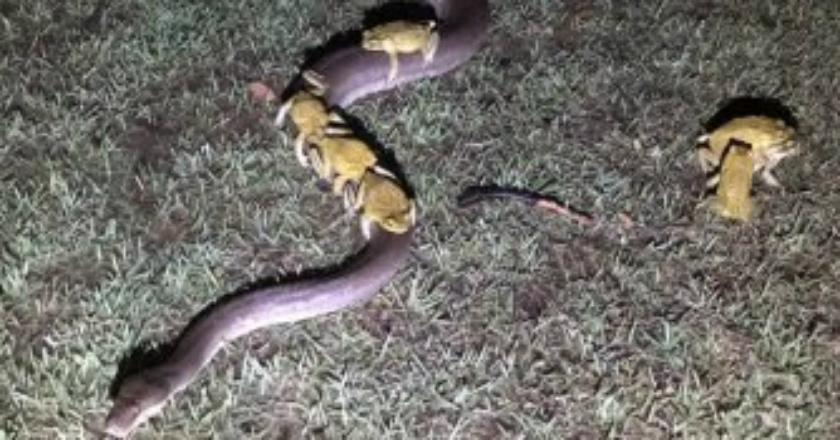 Ketika Katak Tebu 'Akrab' Menumpang di Tubuh Ular Piton