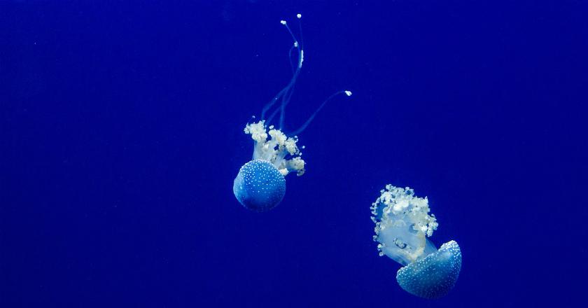 Ribuan Orang Disengat Ubur-ubur, Pantai di Queensland Ditutup