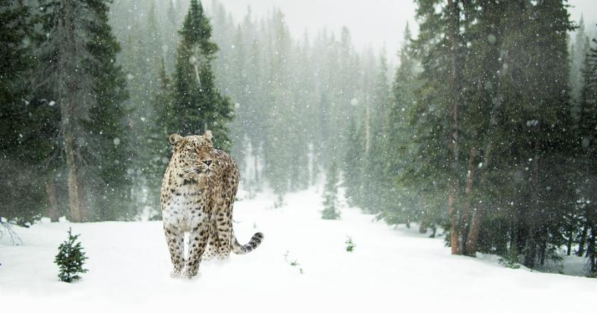 Macan Tutul Salju Tampak di Wilayah Uighur, Ada Hubungan dengan Muslim Uighur?