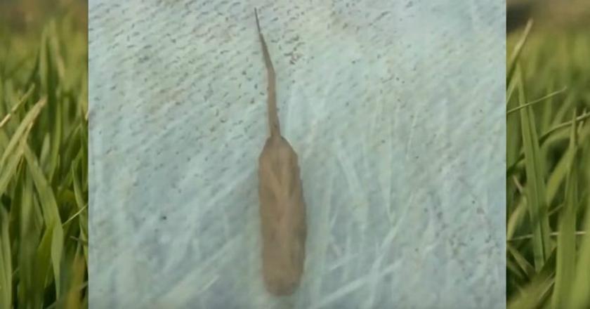Seorang Wisatawan di Australia Temukan Makhluk Aneh, Alien?