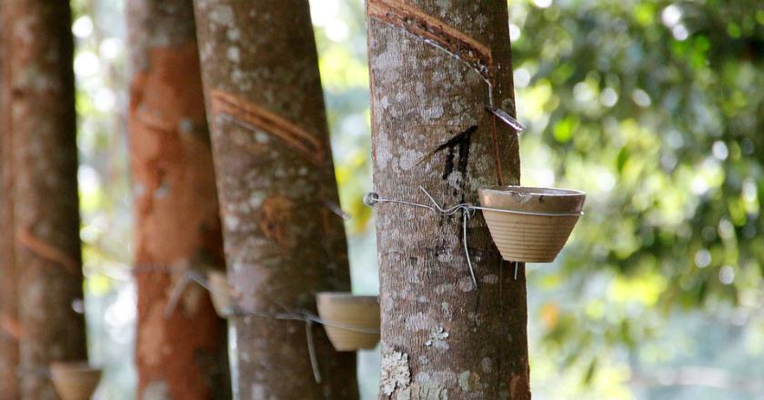 Bukan di Indonesia, Menko Darmin Akhirnya Temukan ‘Pemain’ Harga Karet