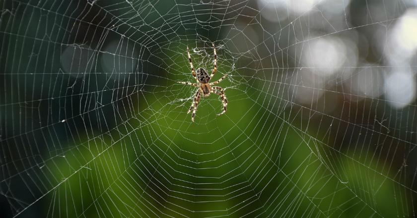 Hii... Ada Ribuan Laba-laba Menggantung di Langit Brasil! Begini Penampakannya