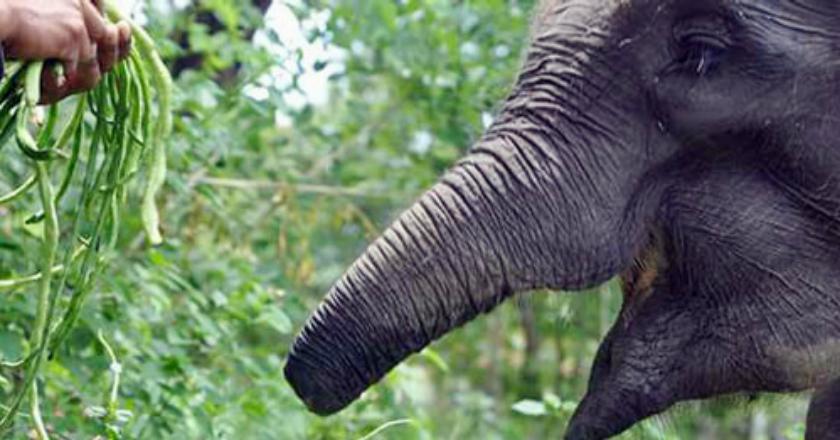 Kisah Sedih Gajah Berbelalai Buntung di Taman Nasional Way Kambas