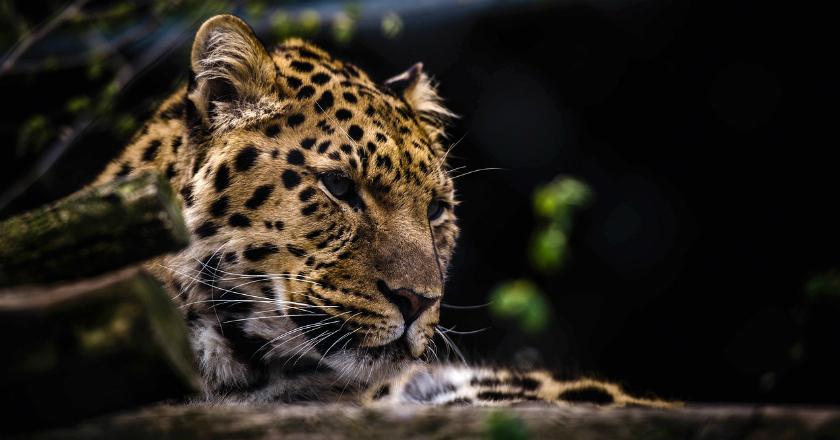 Ngeri! Macan Tutul Jalan-jalan di Sebuah Hotel di India