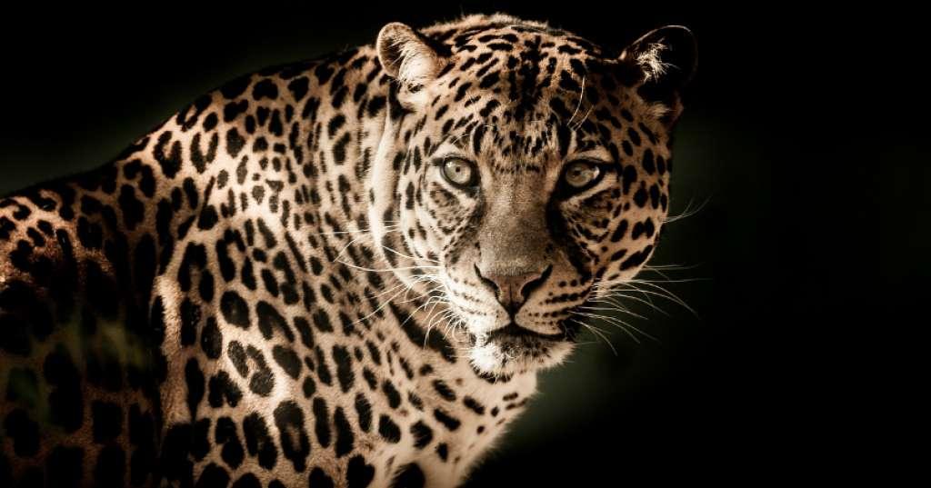 Boleh Juga Nih, Macan Tutul Aja Pelesiran ke Hotel Lho