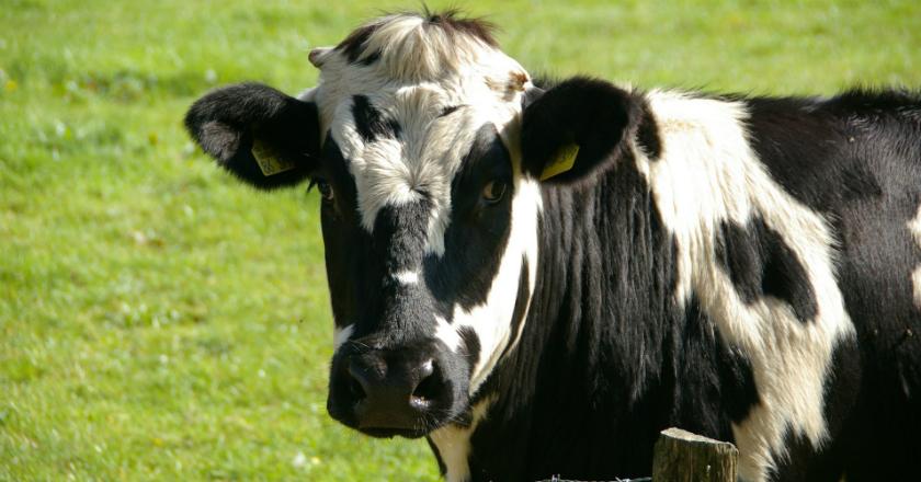 Sapi 'Belgia Blue' Upaya Pemerintah Menekan Impor Daging
