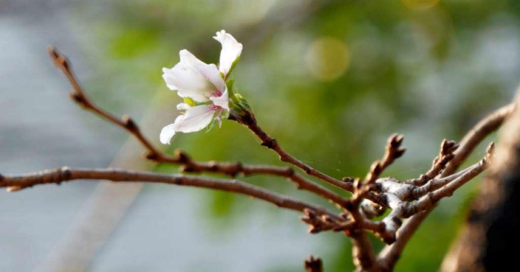 Niat Liburan ke Jepang Tahun Ini? Catat, Waktu Bunga Sakura Mekar