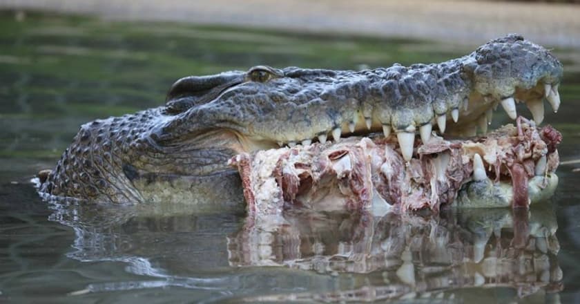 Ini Dia Elvis, Buaya dari Australia Berusia 54 Tahun dengan Catatan Mengerikan