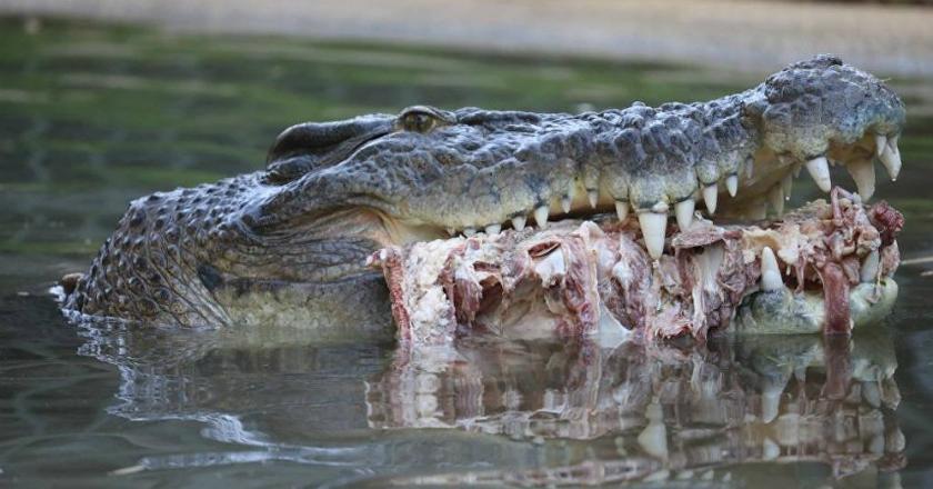 Ini Dia Elvis, Buaya dari Australia Berusia 54 Tahun dengan Catatan Mengerikan