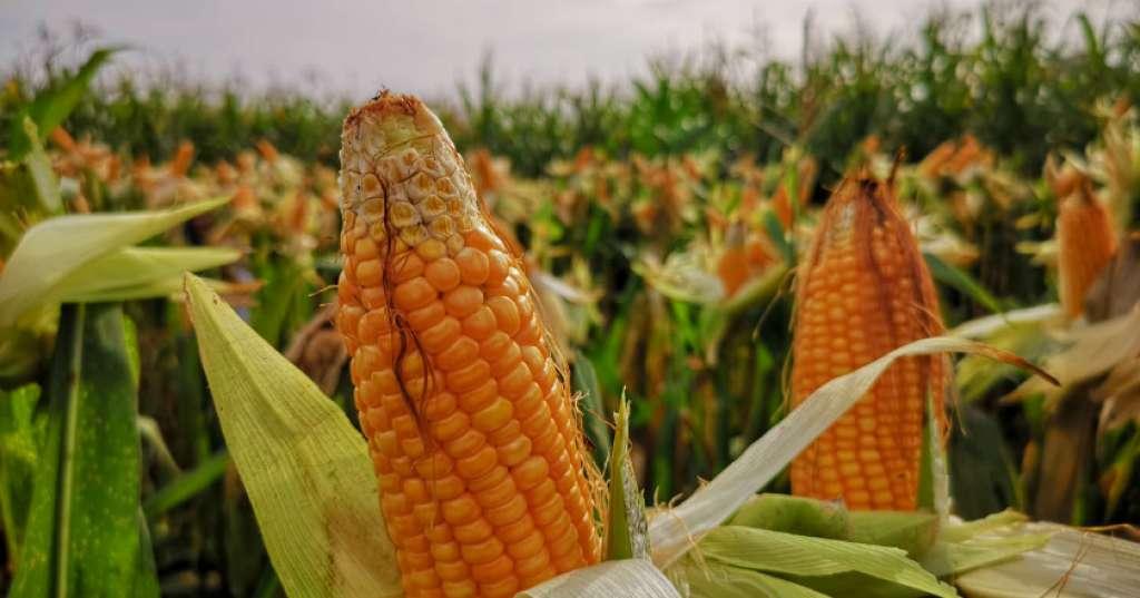 Mantap! Petani di Tangerang Ekspor Jagung dan Melon ke Hong Kong