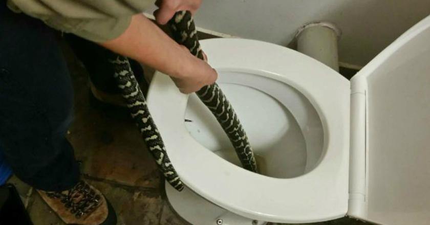 Cuaca Panas di Australia Picu Ular Sambangi Toilet Warga
