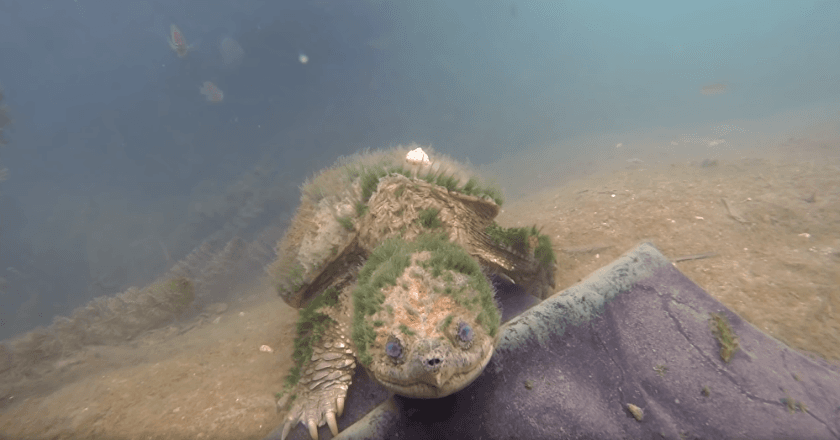 Ketika Penyu Tua yang Tertutup Gangga Menyapa Petugas Konservasi di Texas