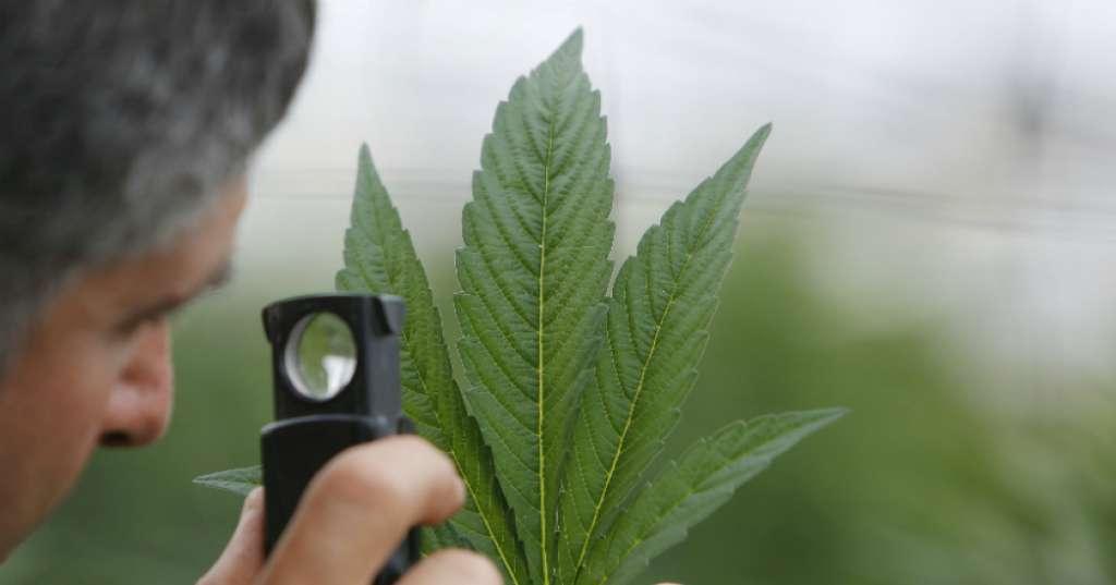 Pemerintah Rusia Godok RUU Legalitas Ganja, Putin Setuju?