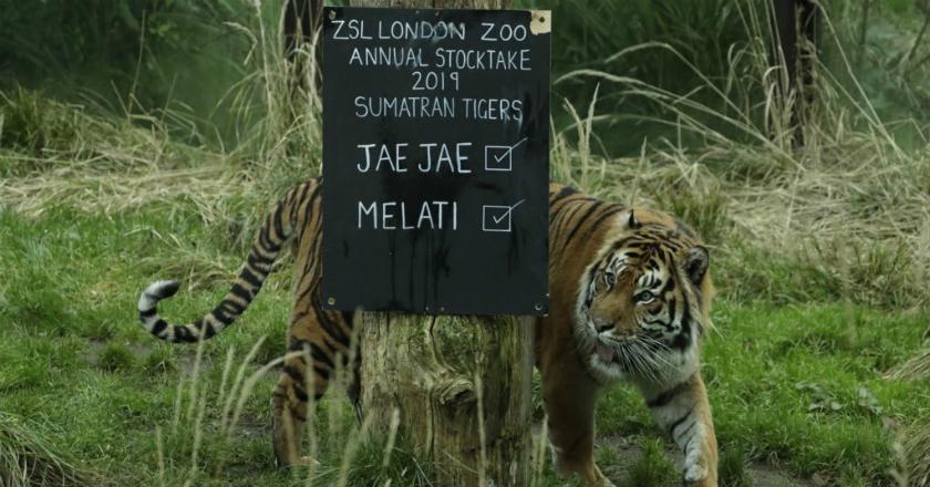 Asim si Harimau Sumatra yang Akhirnya Pindah ke London