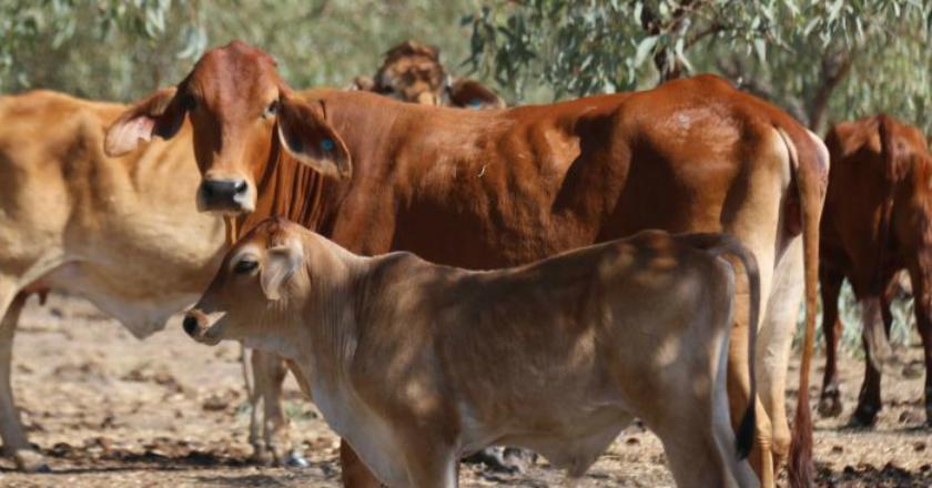 Merinding... 2.000 Ekor Sapi Mati di Daerah Terpencil Australia Barat