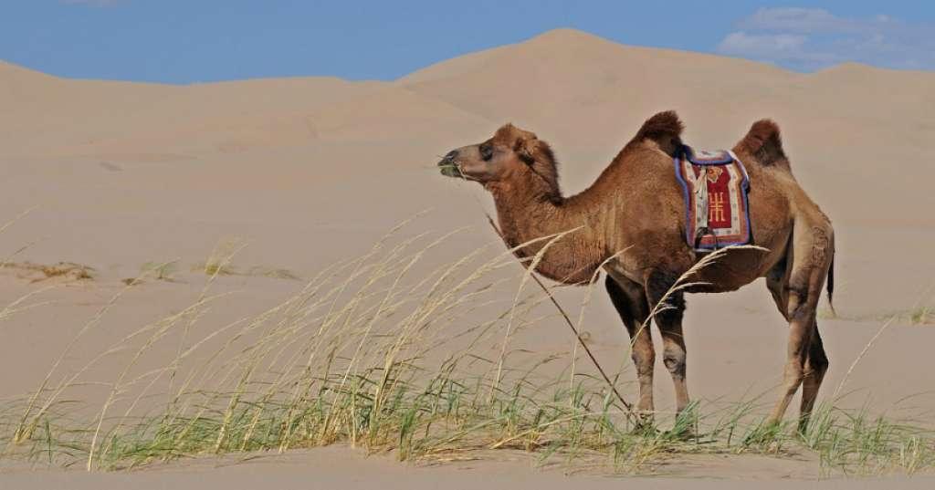 Unta Ini Tiba-tiba Muncul di Tengah Badai Salju Ekstrem Rusia, dan Jadi Viral