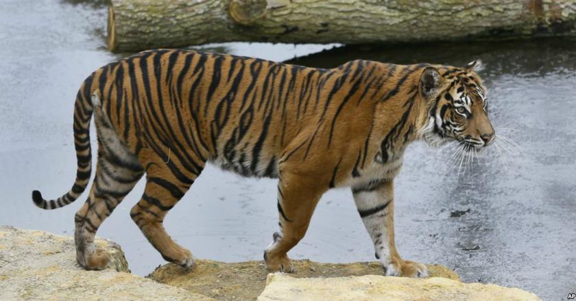 Niat Dikawinkan, Asim Si Harimau Sumatra Terkam Betinanya Hingga Tewas