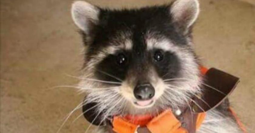 Selamat Jalan Oreo, Rakun Pemeran Rocket dalam 'Guardians of the Galaxy'
