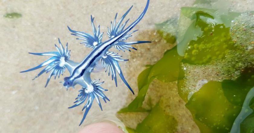 Di Australia, Siput Laut Naga Biru Jadi Buah Bibir karena Mengerikan