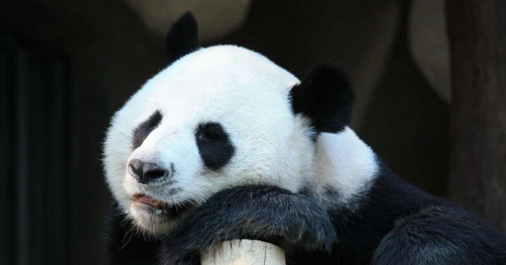 Mata Panda karena Kelelahan? Lakukan Cara Ini untuk Mengatasinya