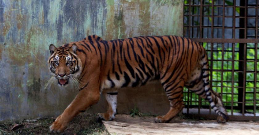 Bunuh Tiga Harimau Sumatera, Pria Ini Dituntut 4,5 Penjara