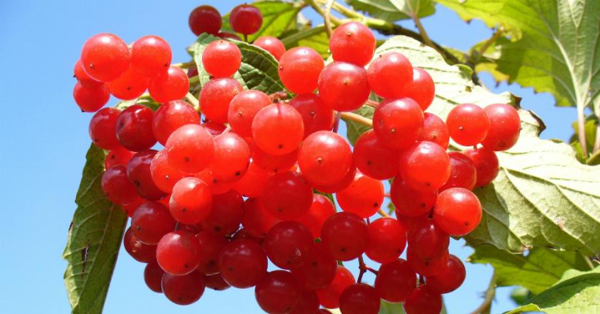 Punya Masalah Rambut? Atasi dengan Bahan Alami Menggunakan Buah Cranberry