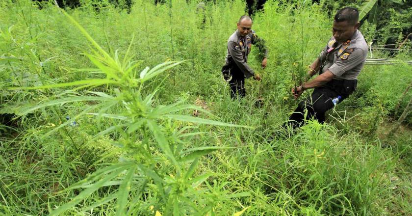 Polisi Temukan 1,5 Hektare Ladang Ganja di Purwakarta
