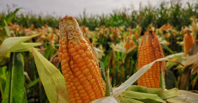 Jagung Oh Jagung... Layaknya Beras, Data Impormu Juga Bikin Bingung