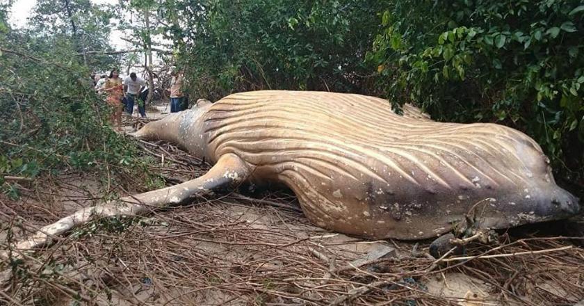 Geger! Kebingungan Ahli Biologi dengan Penemuan Paus Bungkuk di Tengah Hutan Brasil