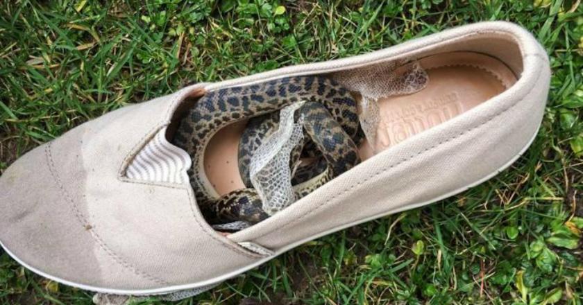 Duh, Ada Penyelundup dalam Perjalan Pesawat 15 KM dari Australia ke Skotlandia