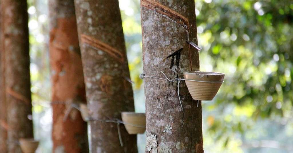 Agar Harga Karet Kembali 'Lengket' Indonesia Sepakat Kurangi Ekspor