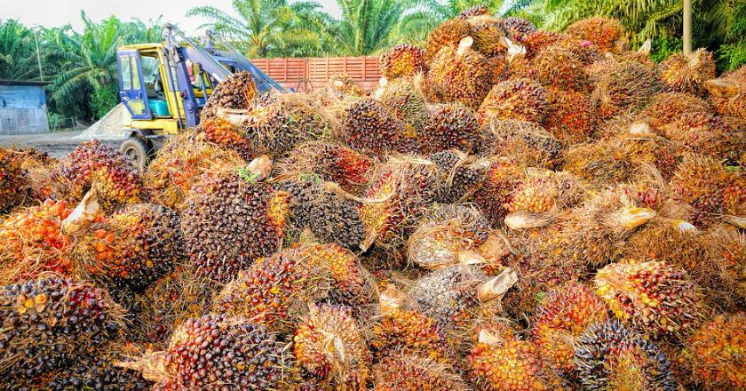 Kumpul-kumpul Petani Sawit yang Curhat Lahan Perkebunan