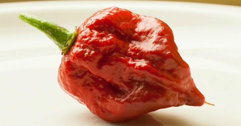 Makan Cabai 'Carolina Reaper', Pedasnya Bikin Sakit Kepala