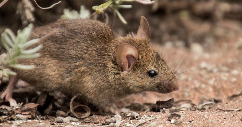 Ditemukan Tikus Rumahan Terjangkit Virus Baru, Ancam Nyawa Manusia