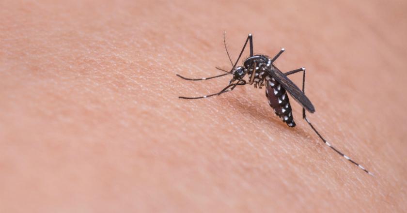 Konsumsi Vitamin B Cara Aman Usir Nyamuk