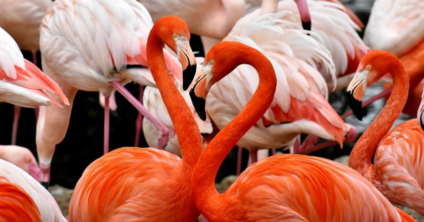 Fakta Unik Kenapa Flaminggo Berwarna Pink?