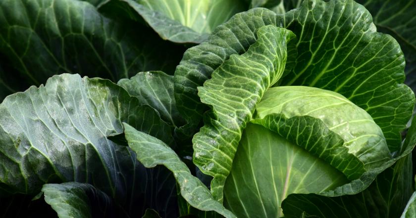 Begini Cara Mengobati Bengkak Persendian dengan Memanfaatkan Kubis