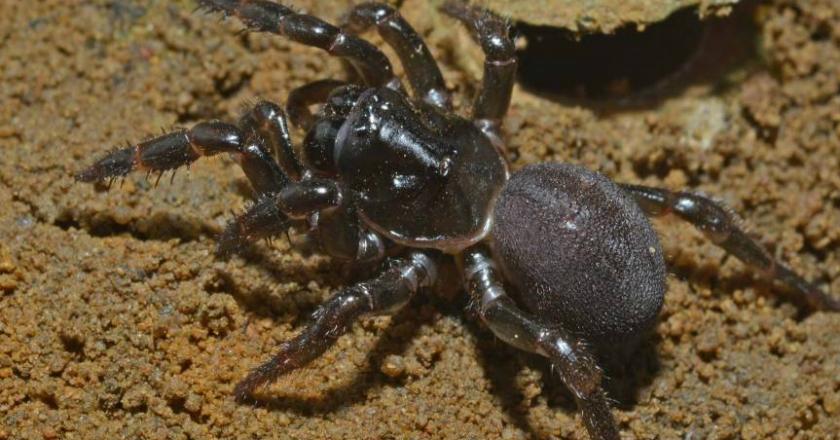 Ini Dia Laba-laba Tertua di Dunia, Usianya Sampai Kepala 4
