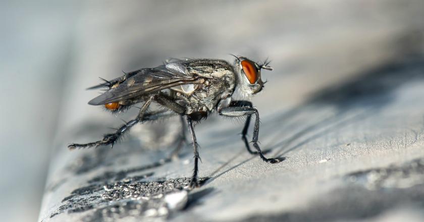 Satu Detik Saja Makanan Dihinggapi Lalat, Ini Bahayanya!