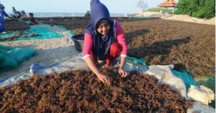 Banyak Eksportir Tertarik, Rumput Laut Bisa Saingi Sawit