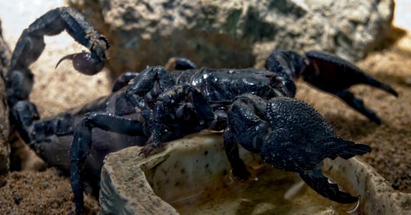 Penelitian: Racun Kalajengking Ampuh Sembuhkan Rematik