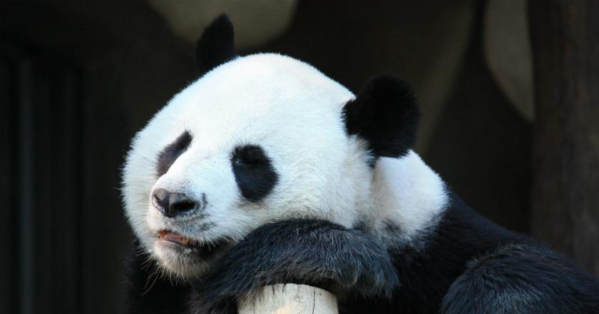 Penjelasan Ilmiah Kenapa Panda Berwarna Hitam dan Putih