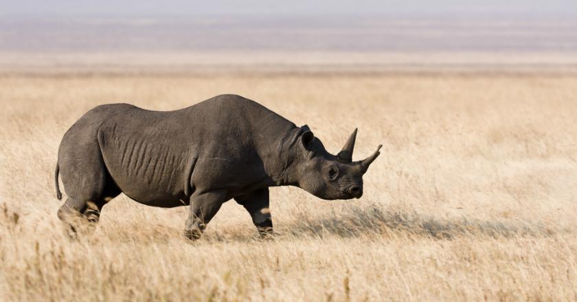 Terancam Punah, 6 Badak Hitam Afrika Lakukan Perjalanan Sejauh 3000 Mil