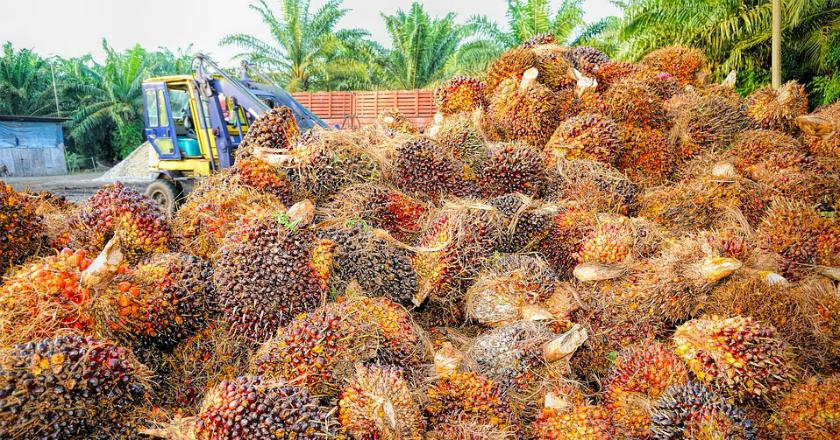 Punya Nilai Ekonomi Tinggi, Perdagangan Sawit Terus Didorong