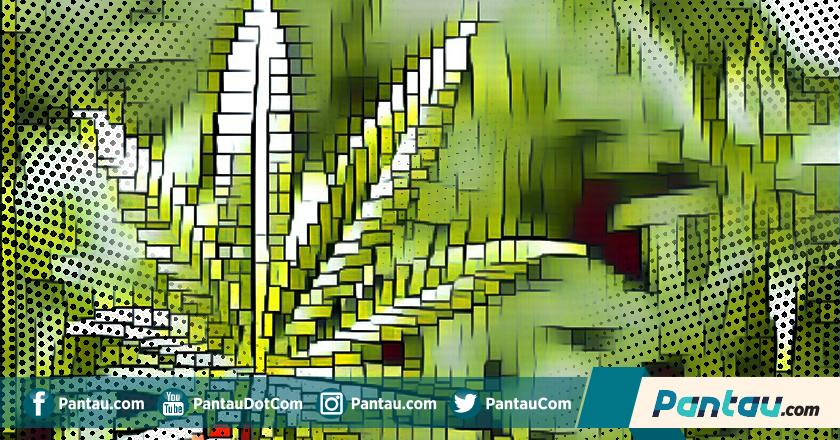 TNI Berhasil Musnahkan 5 Hektar Ladang Ganja di Aceh