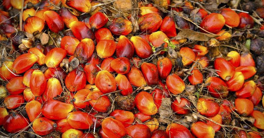 Soal Sawit, Organisasi Pangan Dukung Indonesia