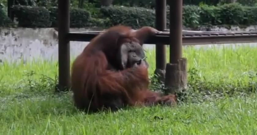 Diberi Sanksi Sosial, Pemberi Rokok ke Orangutan: Saya Kapok